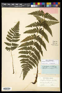 Dryopteris dowellii image