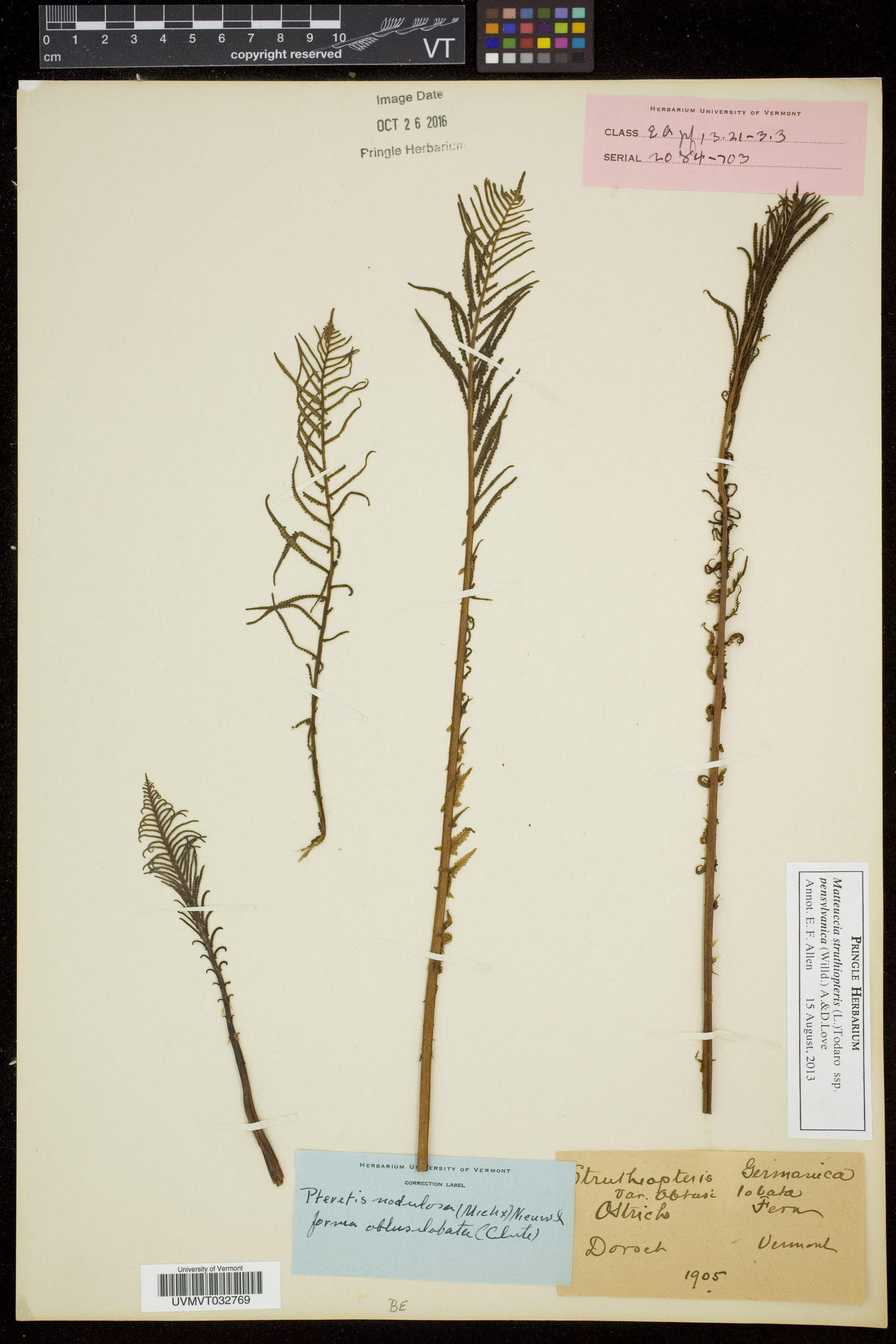 Matteuccia struthiopteris var. pensylvanica image