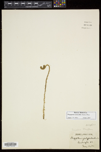 Phegopteris connectilis image