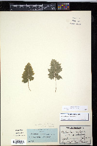 Polypodium appalachianum image