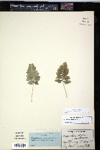 Polypodium appalachianum image