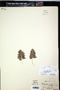 Polypodium appalachianum image