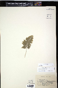 Polypodium appalachianum image