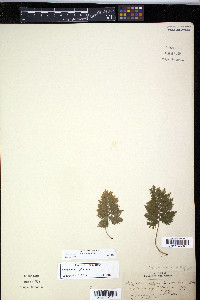 Polypodium appalachianum image
