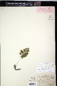 Polypodium appalachianum image