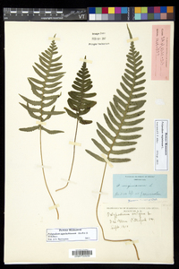 Polypodium appalachianum image