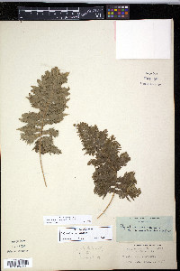 Polypodium appalachianum image