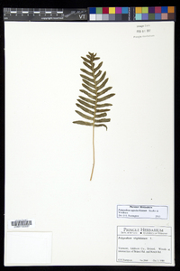 Polypodium appalachianum image