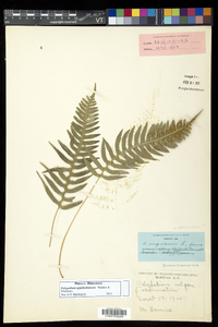 Polypodium appalachianum image