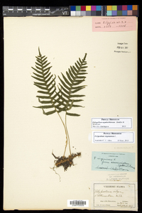 Polypodium appalachianum image