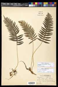 Polypodium appalachianum image