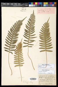 Polypodium appalachianum image