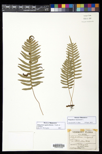 Polypodium appalachianum image