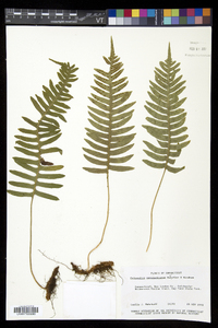 Polypodium appalachianum image