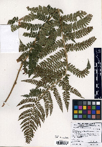 Polystichum x potteri image