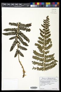 Polystichum x potteri image