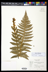 Polystichum braunii image