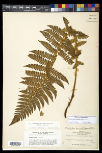 Polystichum braunii image