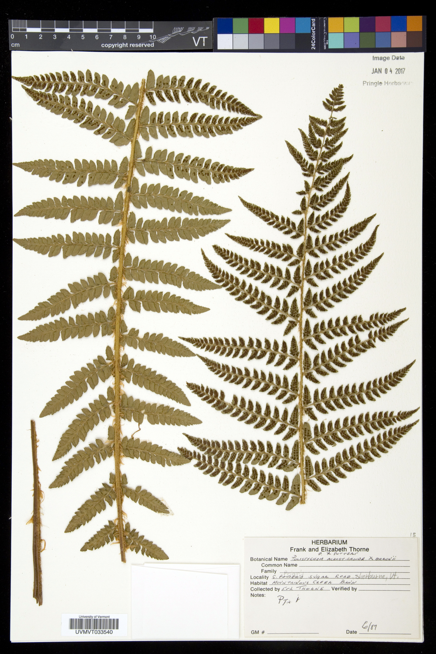 Polystichum x potteri image