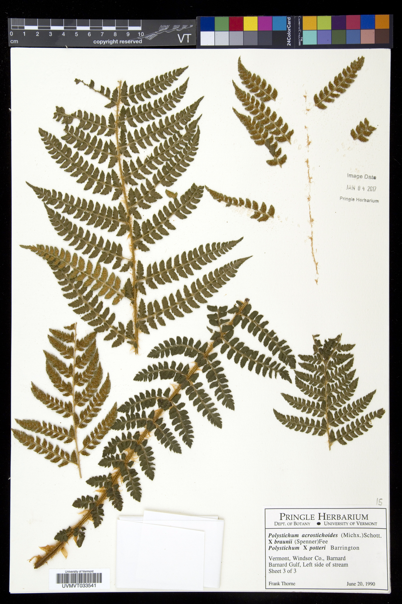 Polystichum x potteri image