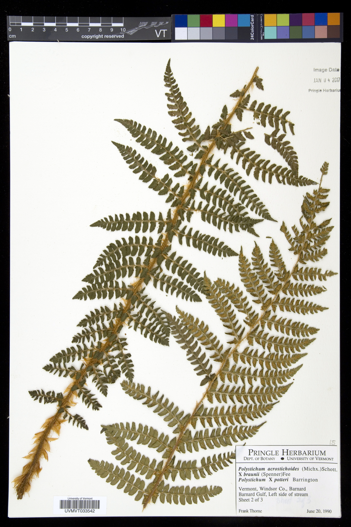 Polystichum x potteri image