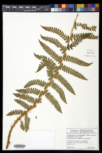 Polystichum x potteri image