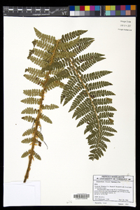 Polystichum braunii image