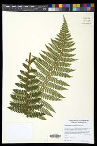 Polystichum braunii image