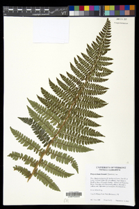 Polystichum braunii image