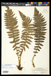 Polystichum braunii image