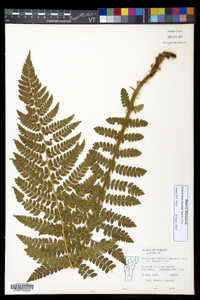 Polystichum braunii image