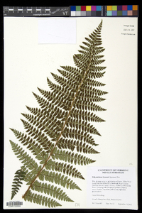 Polystichum braunii image