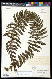 Polystichum braunii image