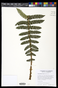 Polystichum braunii image