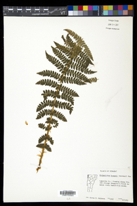 Polystichum braunii image