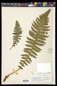 Polystichum braunii image