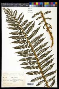 Polystichum braunii image