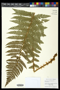 Polystichum braunii image