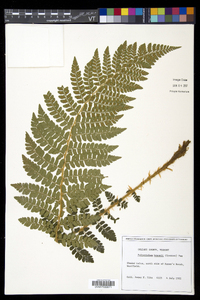 Polystichum braunii image