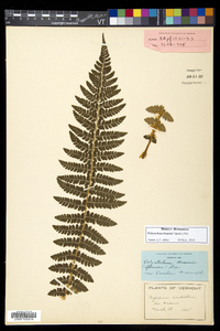 Polystichum braunii image