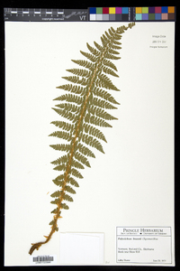 Polystichum braunii image