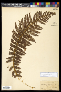 Polystichum braunii image