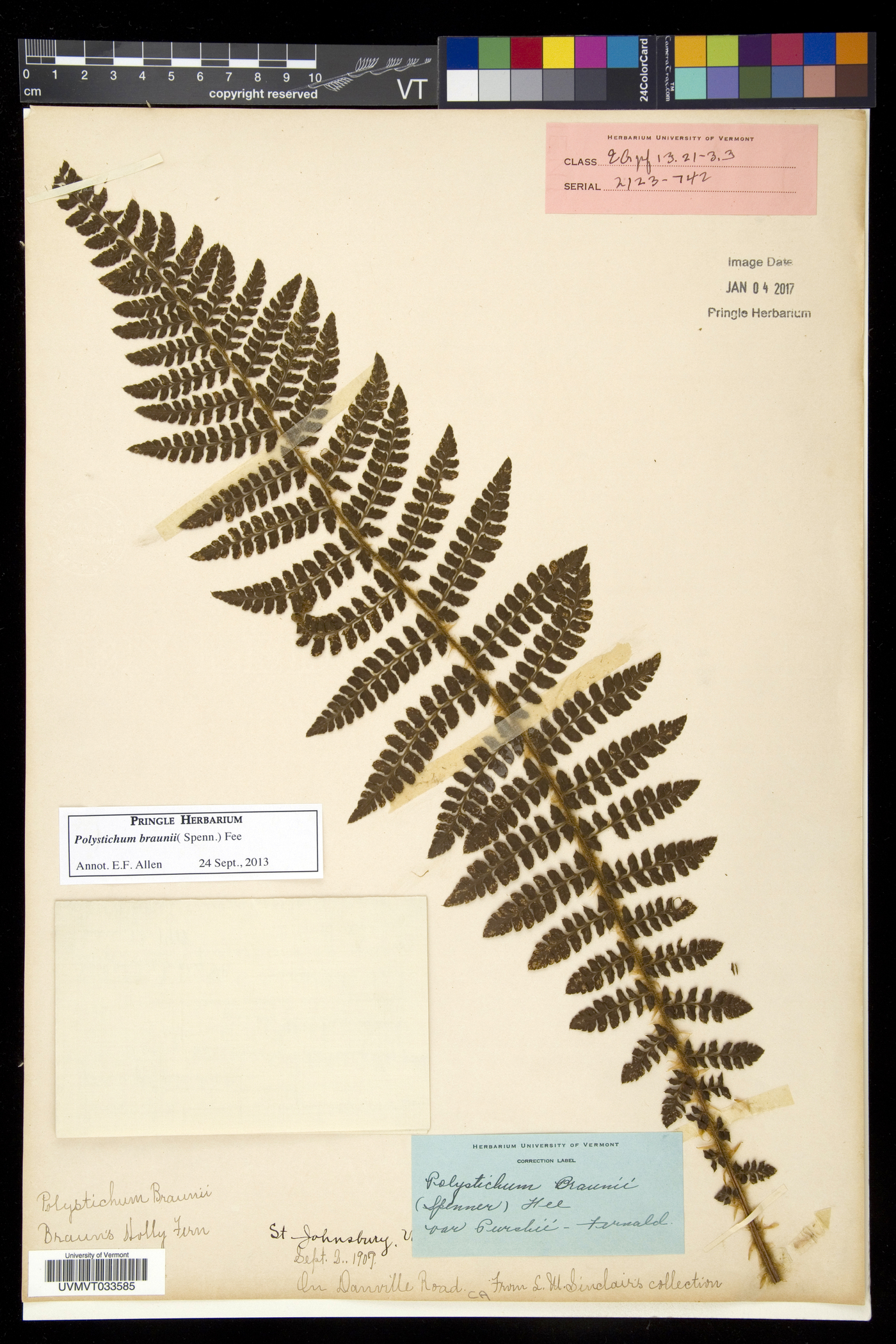 Polystichum braunii image