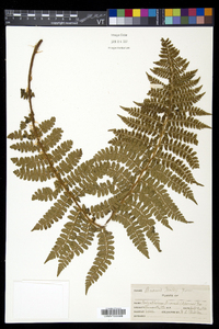 Polystichum braunii image