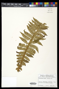 Polystichum braunii image