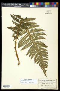 Polystichum braunii image