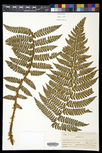 Polystichum braunii image