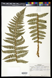 Polystichum braunii image