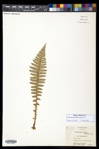 Polystichum braunii image