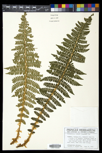 Polystichum braunii image